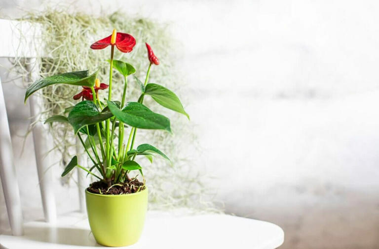 Benefits of Anthurium Plant