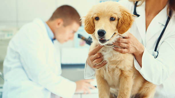 A veterinarian holds a small dog gently while another vet examines a sample under a microscope, demonstrating expert pet health assessment.