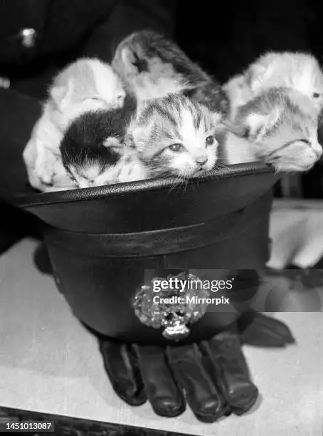 A group of kittens in a hat

Description automatically generated
