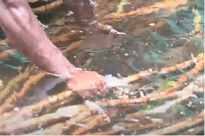Cinnamon branches are immersed in clean water for before the production process commences