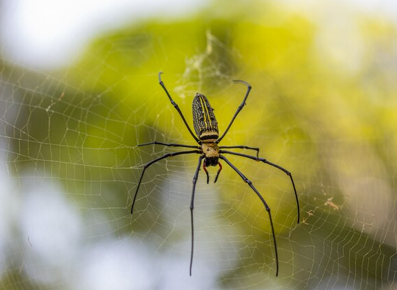 Termites Control Measures