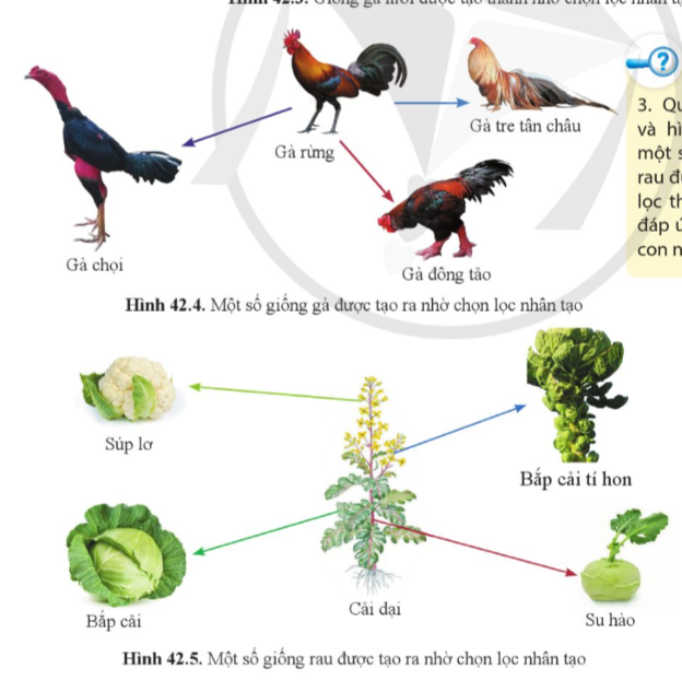 BÀI 42: GIỚI THIỆU VỀ TIẾN HÓA CHỌN LỌC NHÂN TẠO VÀ CHỌN LỌC TỰ NHIÊN