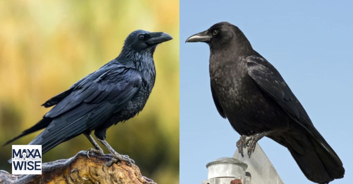 Crows Meaning