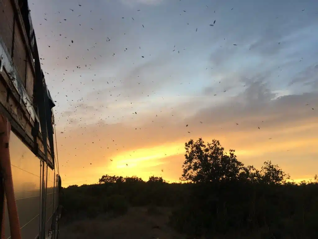 Comment transporter des abeilles ? - Non classifié(e)