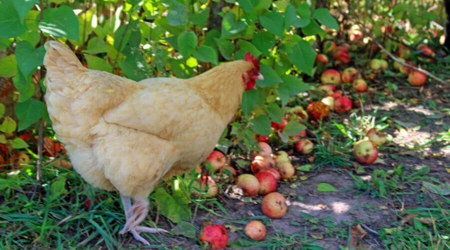 Alternative Foods to Bananas for Chickens