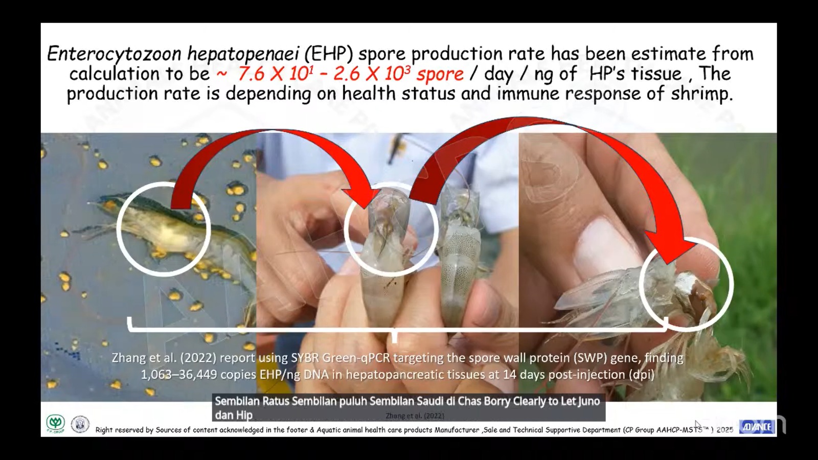 Penyakit EHP