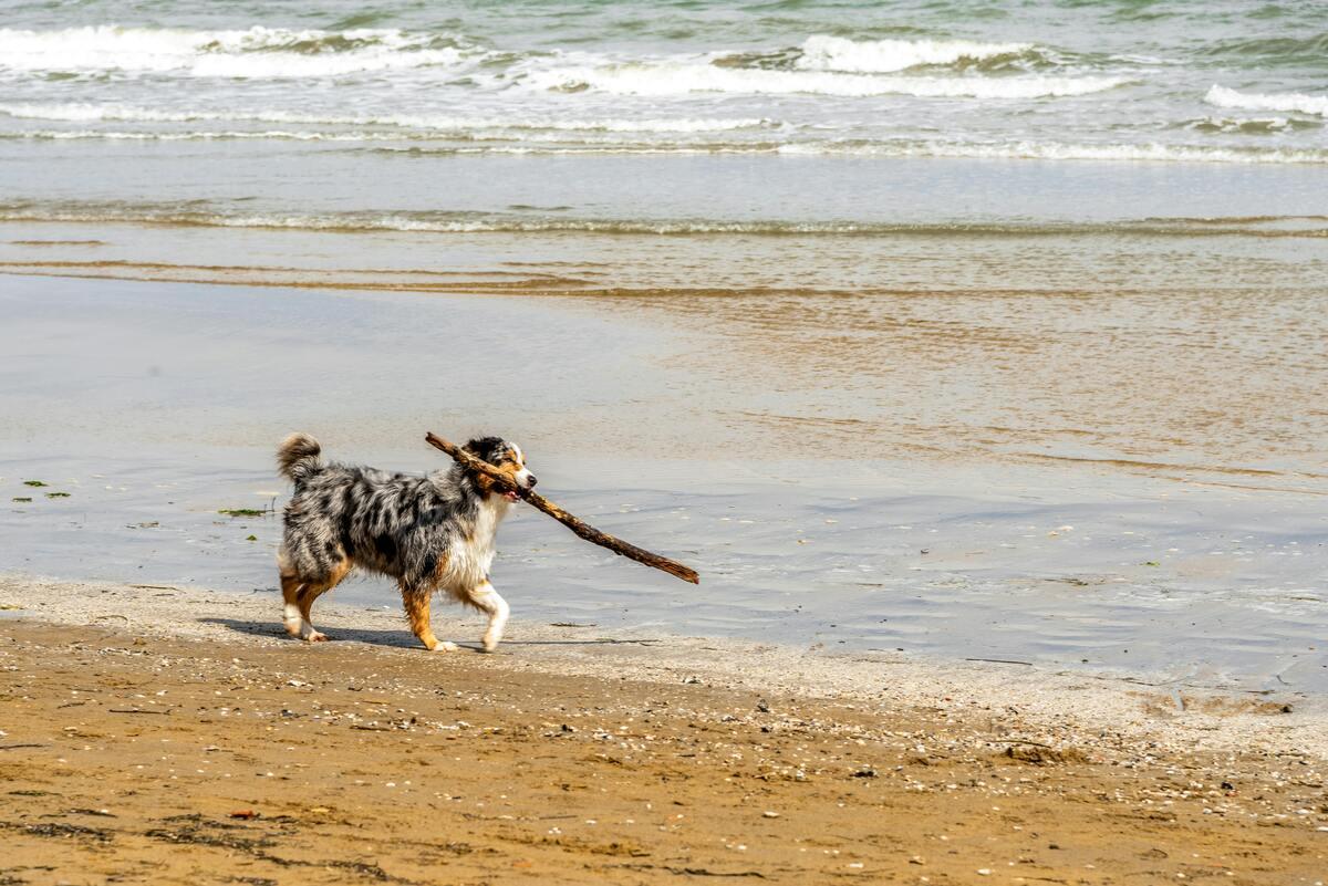 A dog carrying a tree branch in its mouth