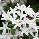flowers name in kannada with picture