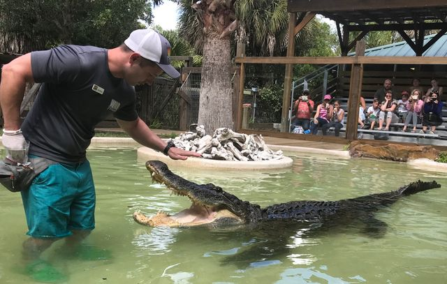 Wild Florida Croc Squad trainer in a pool with the park's largest alligator, Crusher. 