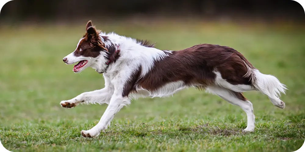 dog running through field