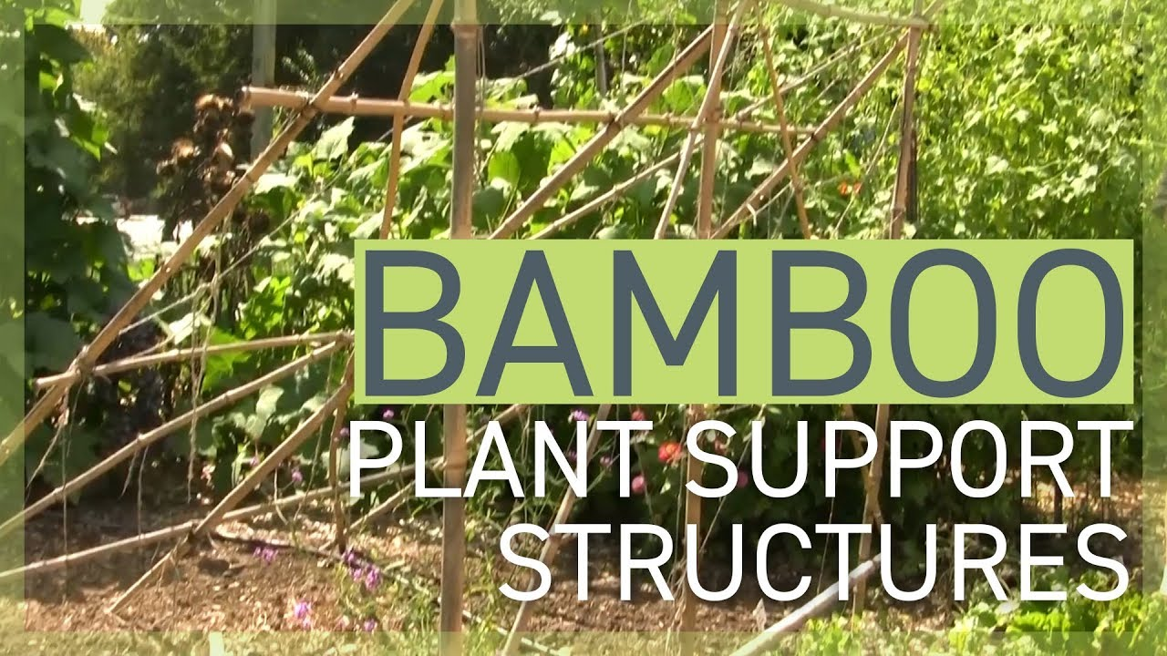 DIY Bamboo Plant Support