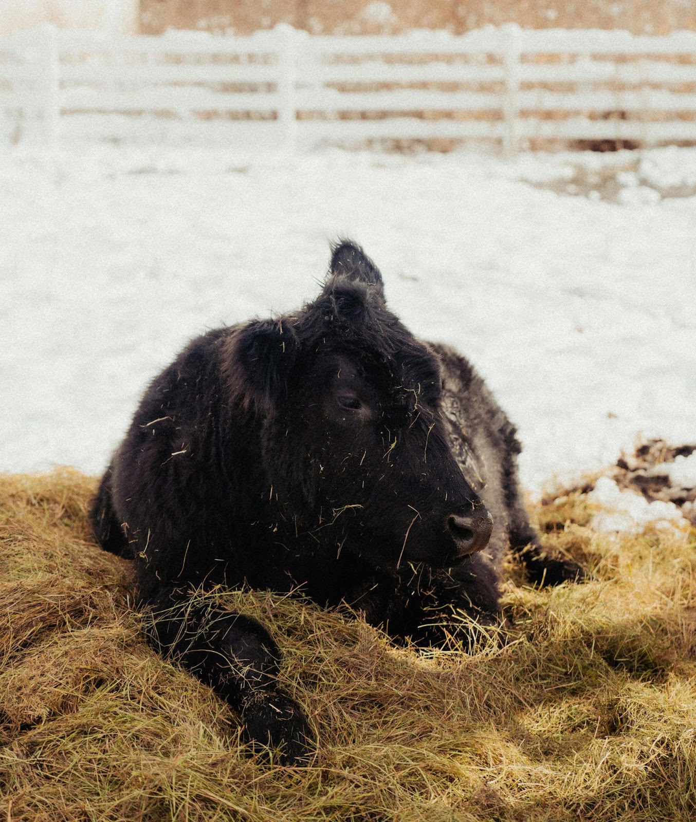 Winter Breeding Tips for Livestock