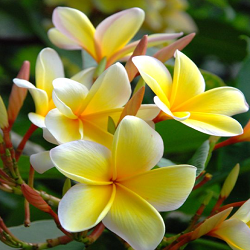 Golden Frangipani