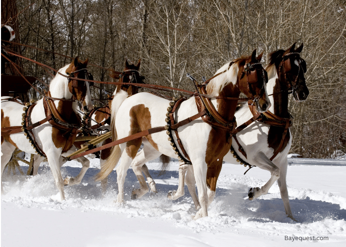 American Saddlebred