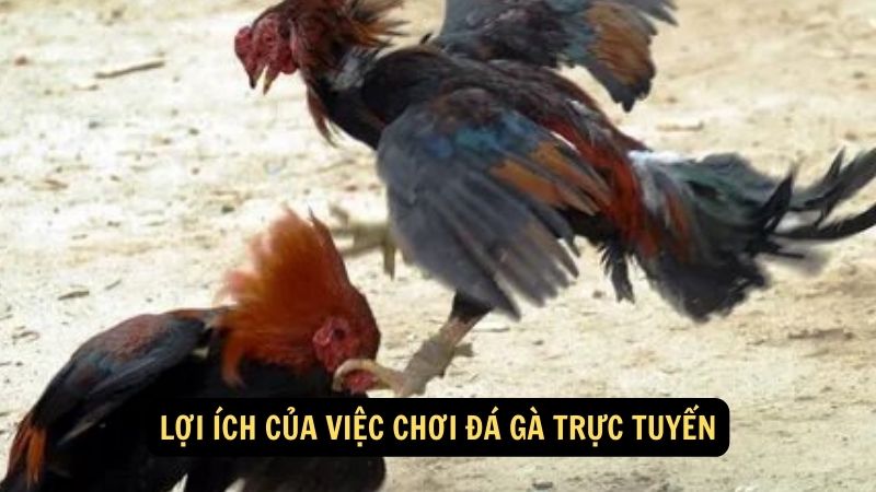 Lợi ích của việc chơi đá gà trực tuyến