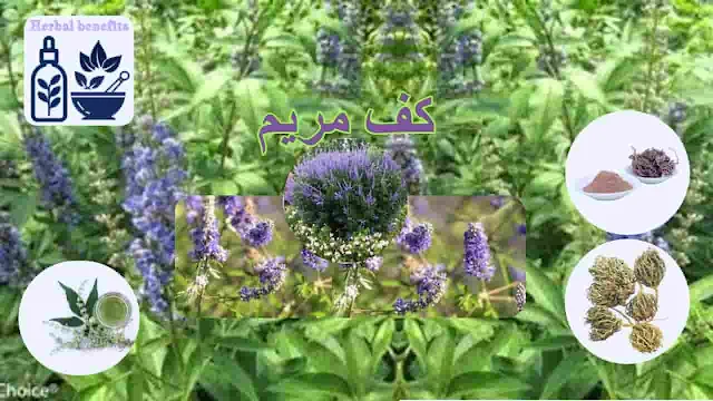 عشبة كف مريم