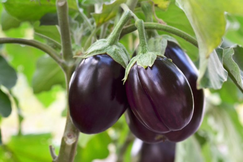 Botanical Description of Eggplants