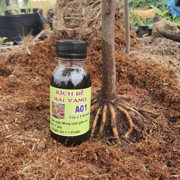 Kích rễ mai vàng A01