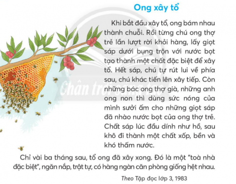 BÀI 2: ONG XÂY TỔKHỞI ĐỘNGCâu hỏi: Nói với bạn về nơi ở của các con vật em biết.Giải nhanh: Con chim ở trong tố chim trên cành cây, con cá sống dưới nước, con rùa có thể sống vừa dưới nước vừa trên cạn.KHÁM PHÁ VÀ LUYỆN TẬPCâu 1: Đọc:a. Khi bắt đầu xây tổ, ong làm gì?b. Ong thợ già, ong thợ trẻ và ong thợ non thực hiện công việc gì để xây tổ?c. Tổ ong được miêu tả như thế nào?d. Khi xây tổ, những chú ong có điểm gì đáng khen?Làm việc đông vui, nhộn nhịp.Đoàn kết, kỉ luật, cùng nhau xây tổ.Làm việc liên tục, không nghỉ.Trả lời: a. Khi bắt đầu xây tổ. ong bám nhau thành chuỗi.b. - Những chú ong thợ trẻ lấy giọt sáp dưới bụng trộn với nước bọt tạo thành một chất đặc biệt để xây tổ.- Những bác ong thợ già và anh ong thợ non thì dùng sức nóng của mình sưởi aasm cho  hững giọt sáp đã nhào của ong thợ trẻ.c. Tổ ong được miêu tả giống như một tòa nhà đặc biệt, ngăn nắp, trật tự, có hàng ngàn căn phòng giống hệt nhau.d. Khi xây tổ ong, những chú ong có điểm đáng khen là:Đoàn kết, kỉ luật, cùng nhau xây tổ.Câu 2: Viếta. Nghe - viết: Ong xây tổ (từ đầu đến xây tiếp).b. Chọn những tổ ong có từ ngữ viết đúng:c. Chọn tiếng ở từng hũ mật phù hợp với tiếng ở mỗi con ong:Giải nhanh: a. Nghe - viếtb. xua tay, huơ vòi, khua nước, muôn thuở.c. - Gieo hạt, reo vui, dang tay và rang lạc.- Dập dềnh, bệnh viện, rau rền và bện thừngCâu 3: Kể tên các tháng trong năm. Mỗi mùa xuân, hạ, thu, đông thường bắt đầu từ tháng nào, kết thúc vào tháng nào?Giải nhanh:Tháng123456789101112MùaMùa xuânMùa hạMùa thuMùa đông Câu 4: Thực hiện các yêu cầu dưới đây:a. Tìm từ ngữ trả lời câu hỏi Khi nào? ở từng câu trong đoạn văn sau:     Mùa đông, cây vươn dài những cành khẳng khiu, trụi lá. Xuân sang, cành trên, cành dưới chi chít những lộc non. Hè về, những tán lá xanh um che mát một khoảng sân trường. Thu đến, từng chùm quả chín vàng khẽ trong lá.Theo Hữu Tưởngb. Thay những dấu ba chấm bằng từ ngữ trả lời câu hỏi Khi nào? ..., muôn hoa đua nở...., những đám mây trắng bồng bềnh trôi.Giải nhanh: a. Mùa đông, xuân sang, hè về, thu đến.b. Xuân sangHè vềCâu 5: Nói và nghe a. Cùng bạn đóng vai hoa hồng và vàng anh để nói và đáp lời đồng ý phù hợp với tình huống.b. Đóng vai, nói và đáp lời bày tỏ ý kiến không đồng ý trong từng trường hợp sau:Anh trai rủ em trèo cây hái quả chín.Bạn rủ em đi tắm sông.Trả lời: a. - Vàng anh ơi, hót cho mình nghe được không?        - Bạn muốn mình hót bài gì?        - Bạn hót bài nào cũng hay hết. Bạn hót bài bạn yêu thích nhất đi.        - Được, bạn lắng nghe nhé!b. - Nếu anh trai rủ em trèo cây hái quả chín:  Trèo cây rất nguy hiểm, dễ bị ngã xuống dẫn đến gãy chân tay, em nghĩ chúng mình nên đợi bố về hái cho.