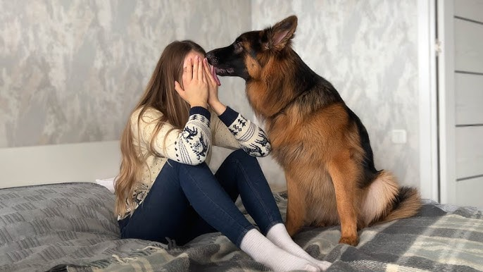 10 Affectionate Dog Breeds That Form Strong Bonds with Their Owners