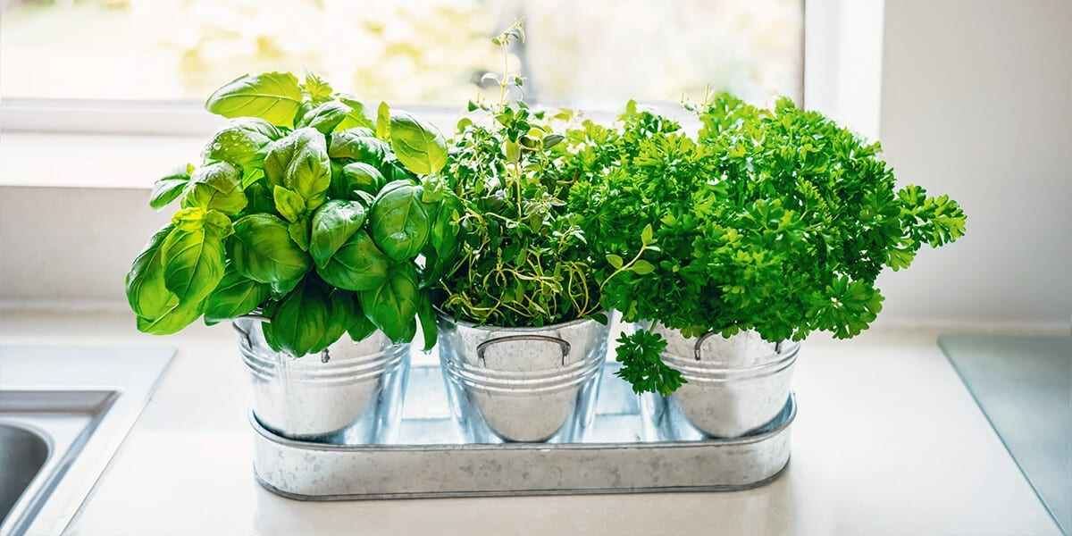 Herbs for Indoor Gardening