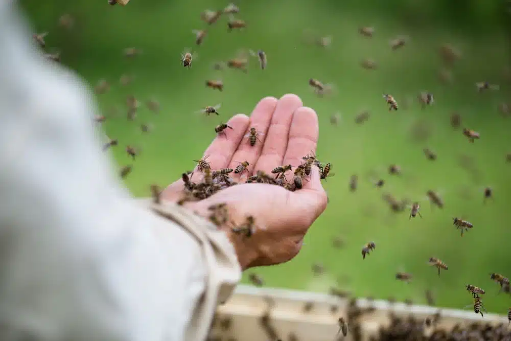 Pourquoi les abeilles piquent-elles ? - APICULTEUR DÉBUTANT