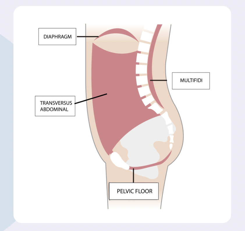 diagram of the abdominal canister or deep core