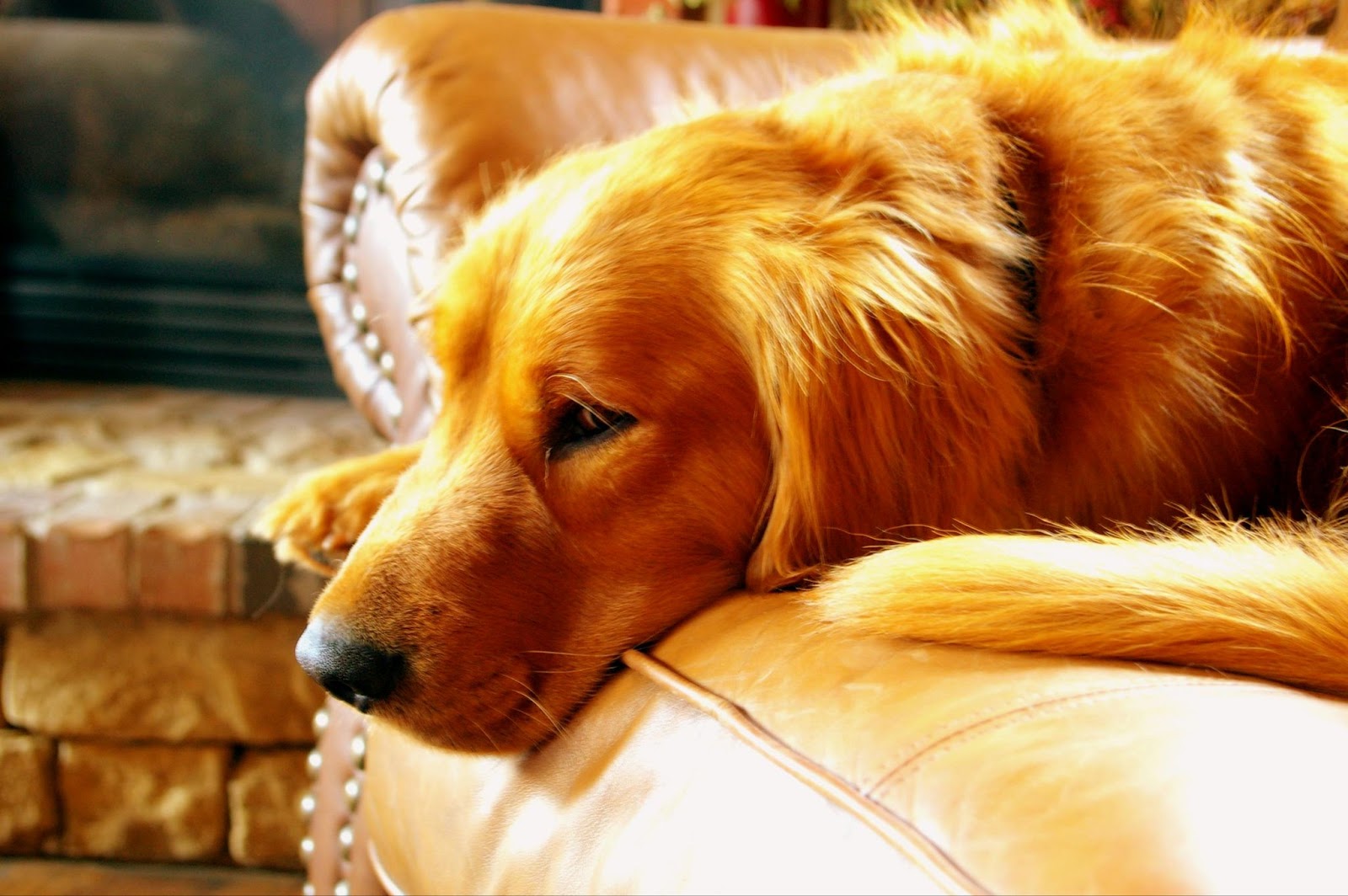 Golden Retriever Laying on Couch