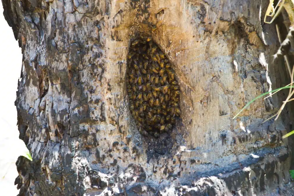 Isolation, condensation et ventilation dans les ruches : comment protéger nos abeilles - APICULTEUR DÉBUTANT