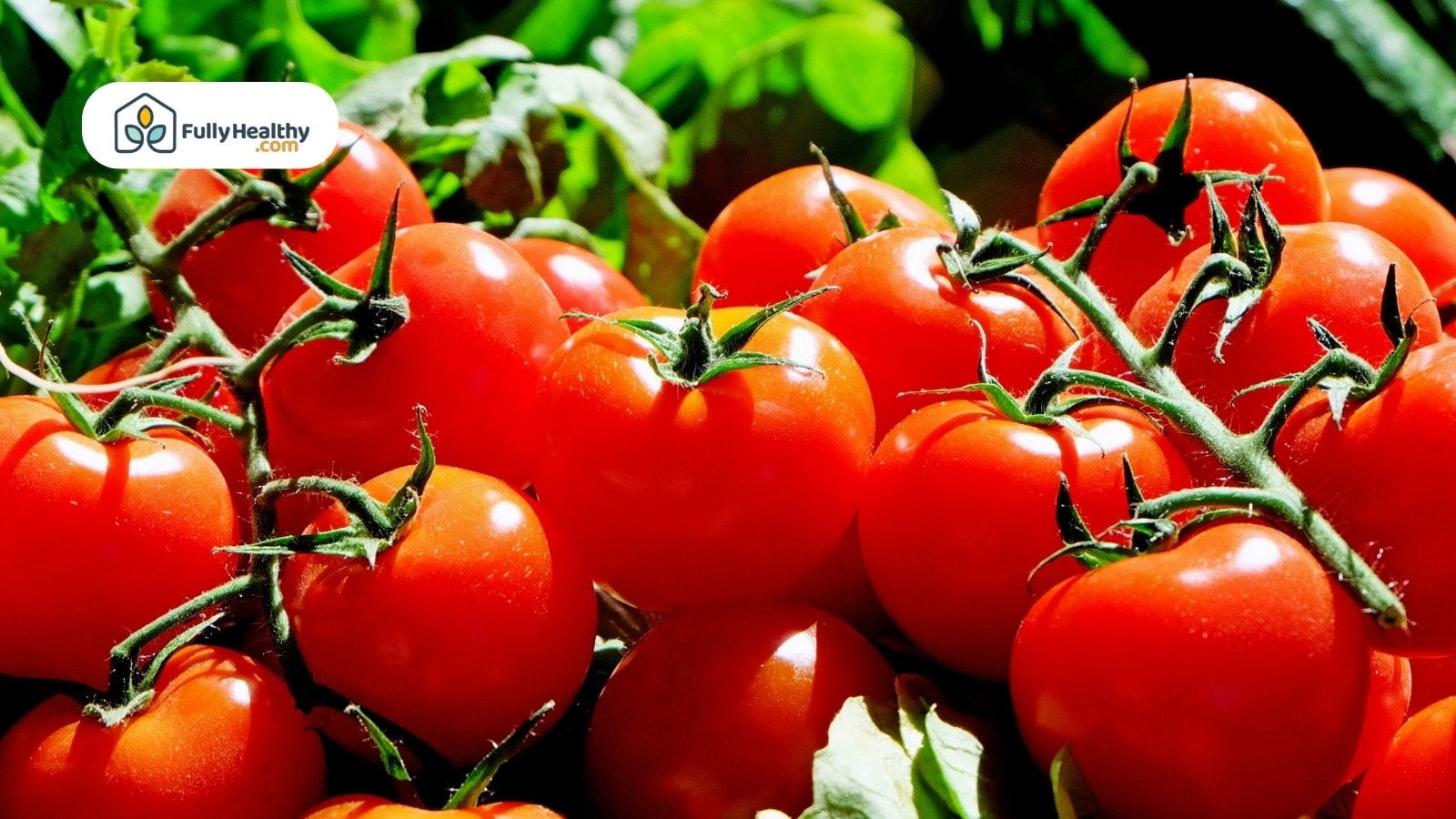 Fresh red tomatoes on vine growing under bright sunlight