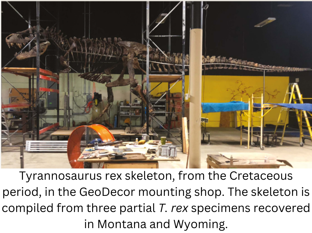 Tyrannosaurus rex skeleton, from the Cretaceous period, in the GeoDecor mounting shop. The skeleton is compiled from three partial T. rex specimens recovered in Montana and Wyoming.