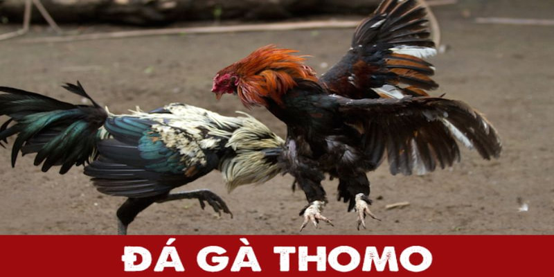 Tổng quát về tin tức kênh đá gà Thomo SV388 là gì