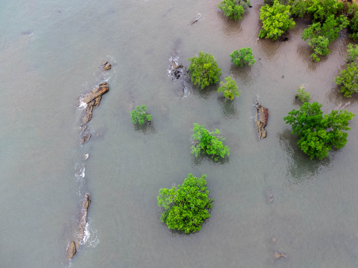 Navigating the Mangroves of Krabi: Ao Thalane's Hidden Kayak Trails