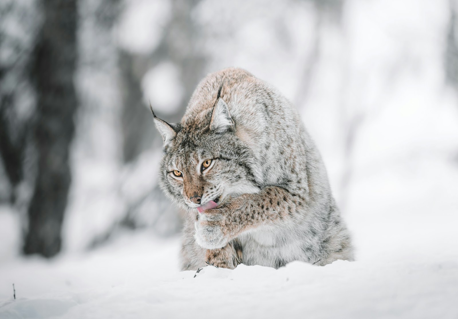 Lynx on the snow in the forrest
