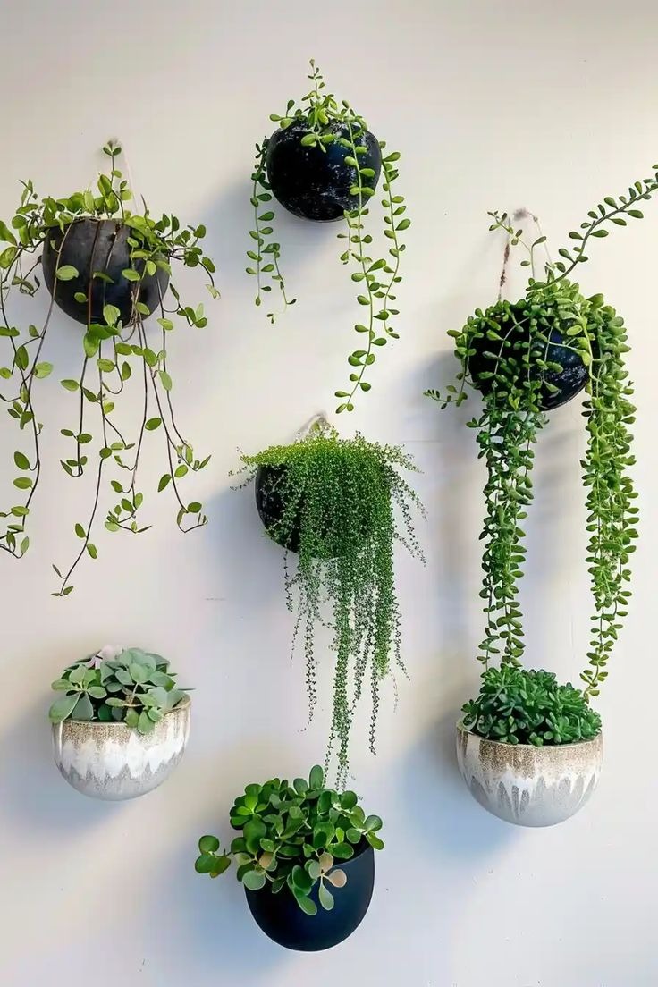 hangng plants decor