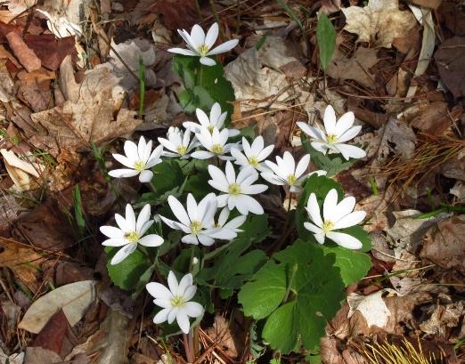 A First Sign of Spring - Bloodroot | Accent on Natural Landscaping
