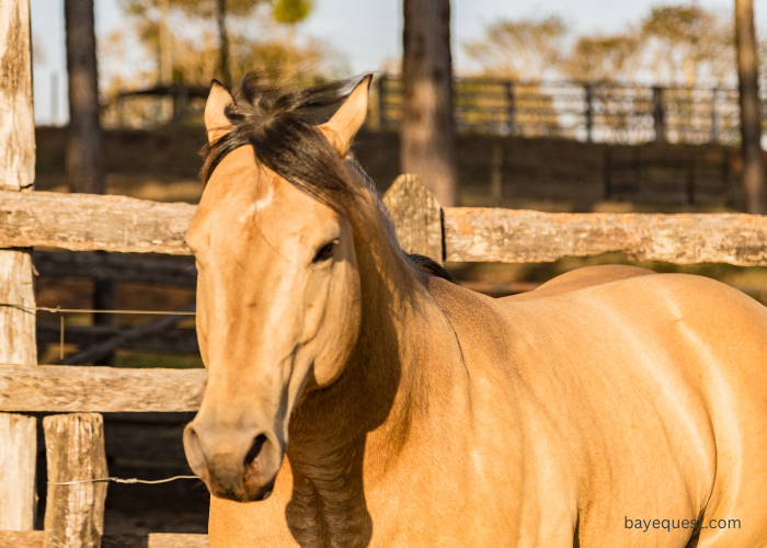 What is a Buckskin Horse