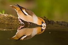 an illustration of a bird drinking water