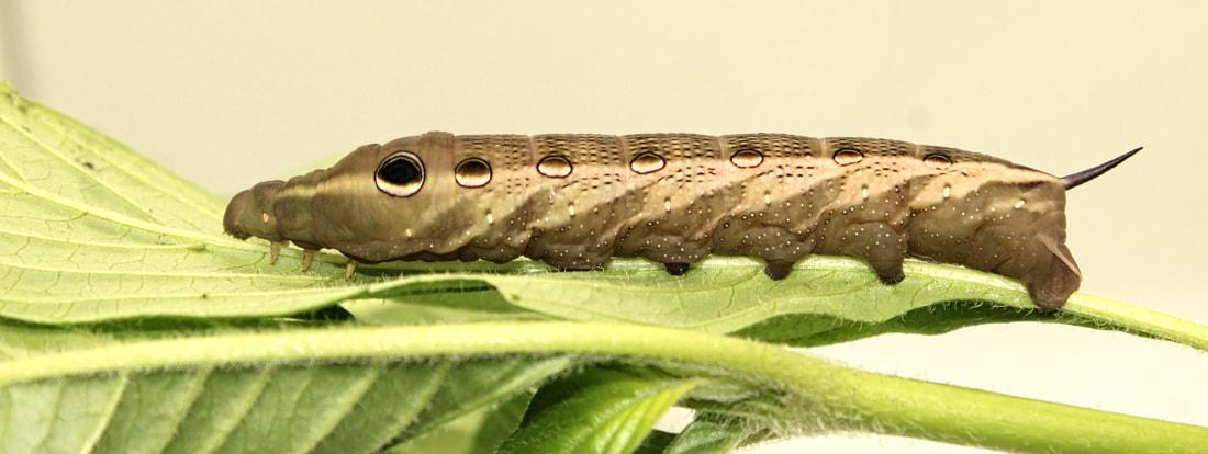 A caterpillar on a leaf