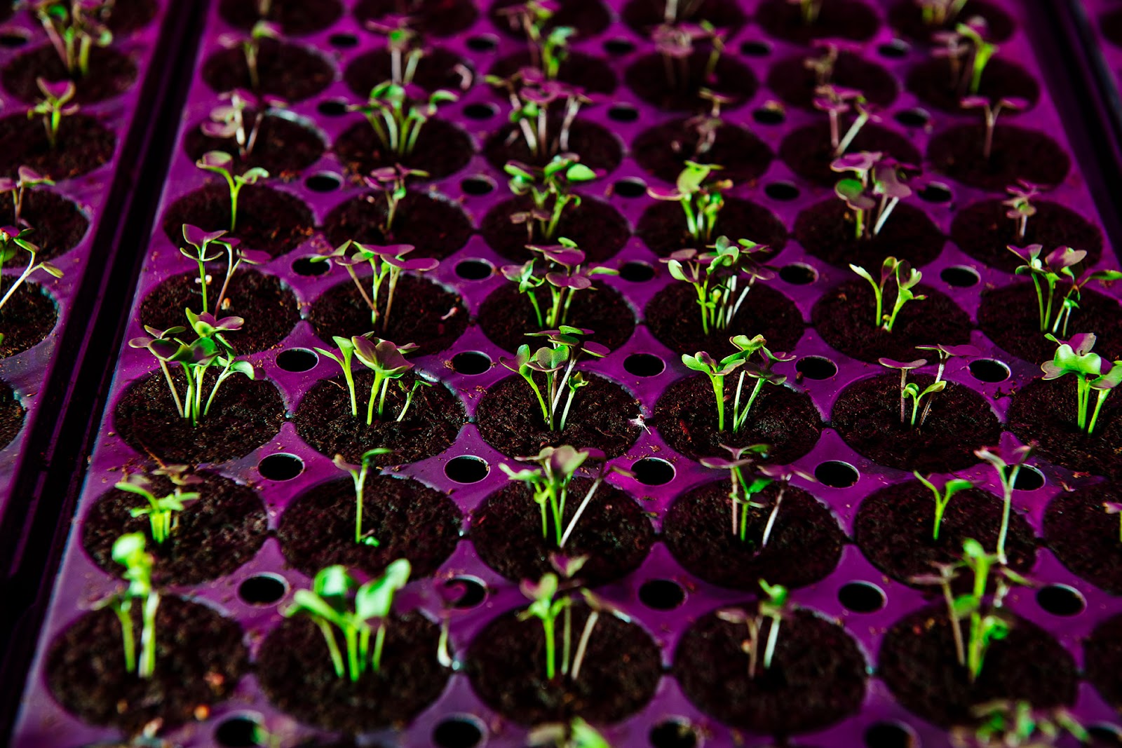 : A close-up view of vibrant green seedlings sprouting from soil in a hydroponic farming setup. The plants are illuminated by pink and purple grow lights. The image highlights the early stages of plant growth in a controlled environment.