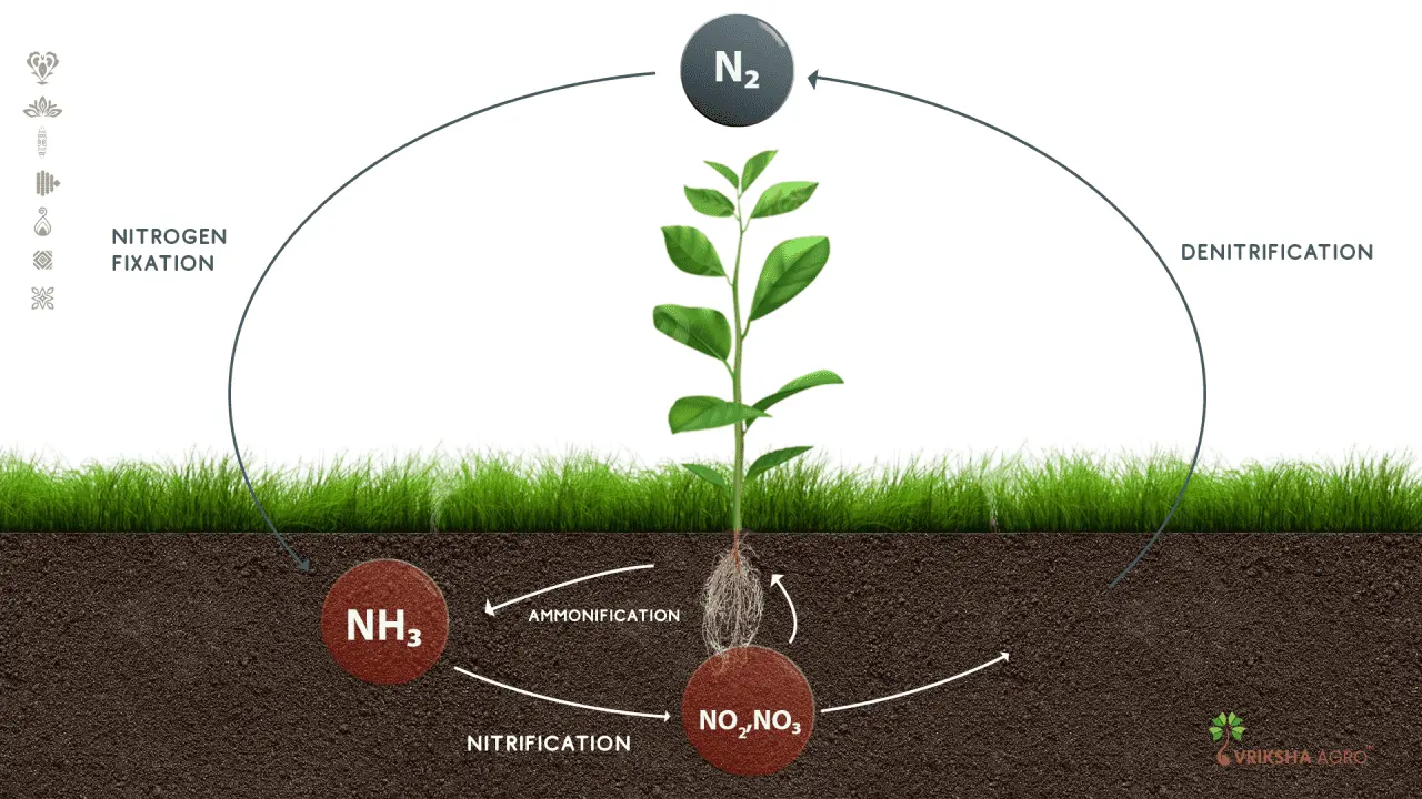 Fertilizers Effect On The Nitrogen Cycle