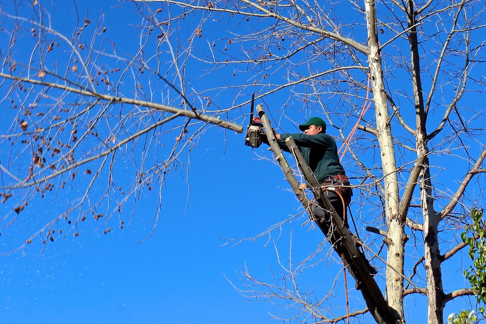 arborist