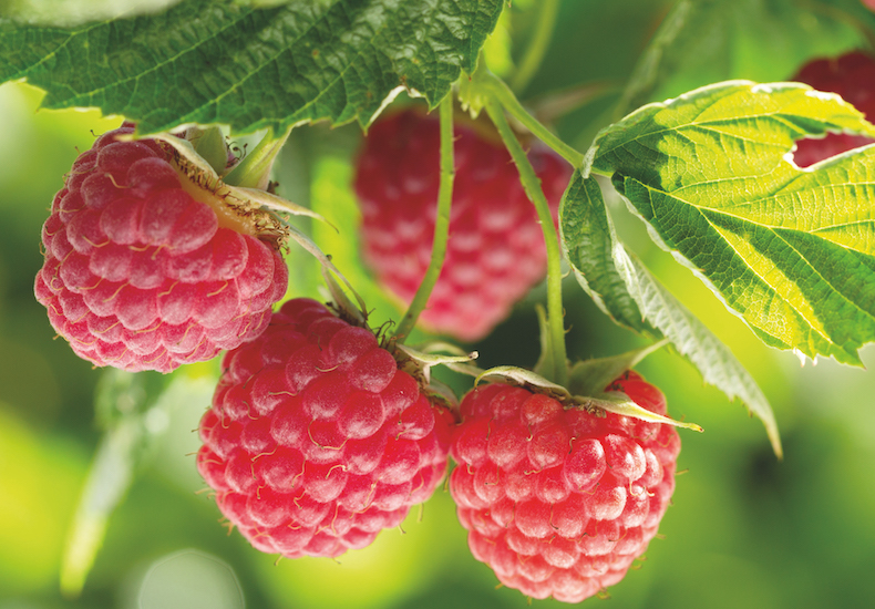 Growing raspberries at home