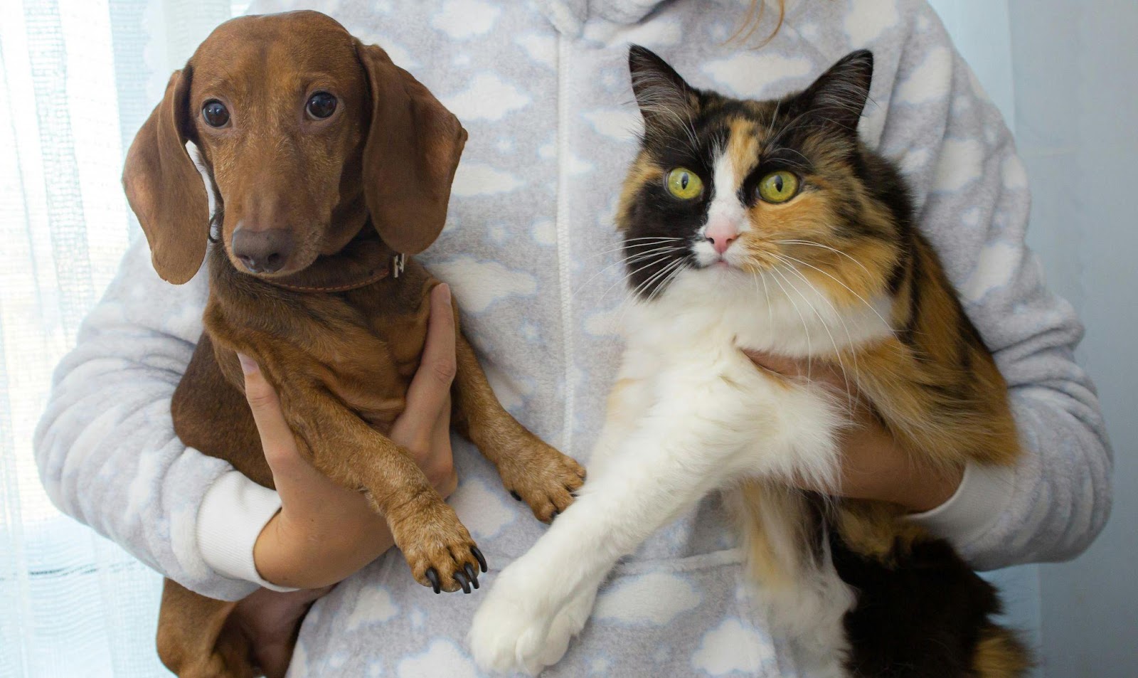 Heartwarming Cat-Dog Friendships That Will Restore Your Faith in Animals