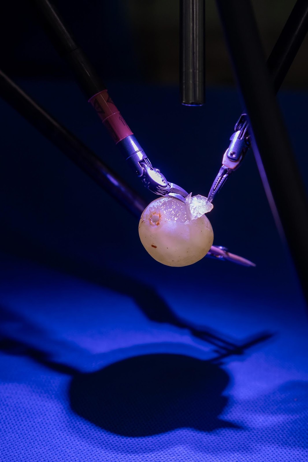 Dr. Zsolt Szepesváry demonstrated the possibilities offered by the surgical robot by peeling a grape and sewing its skin back on