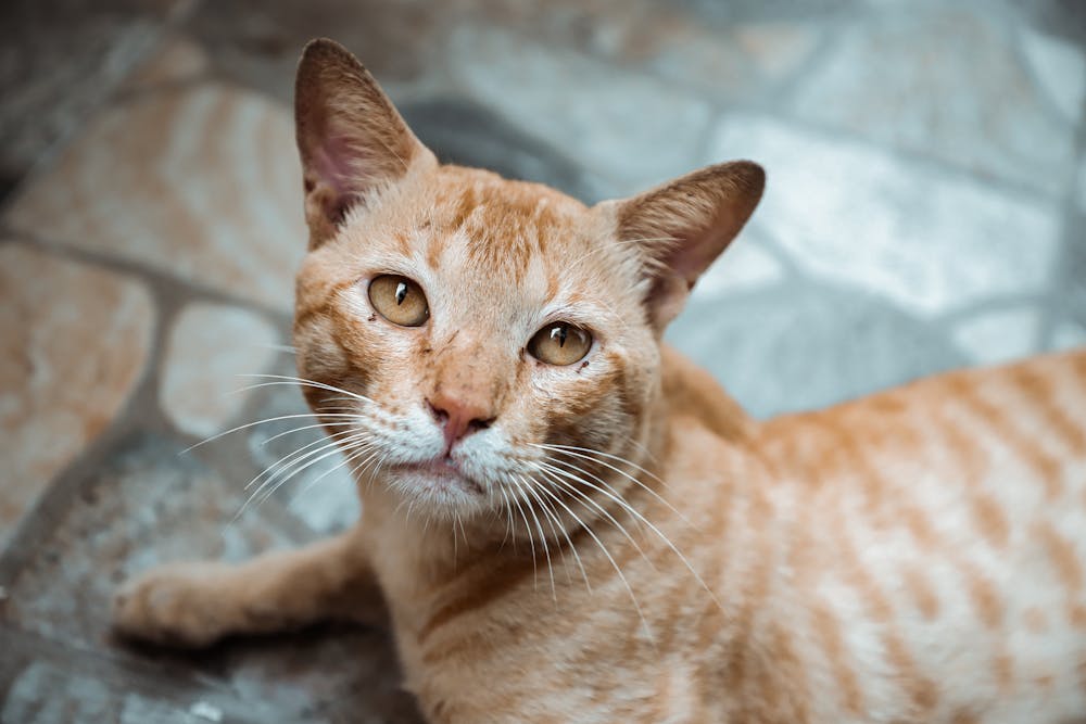 Close-Up Shot of an Orange Tabby Cat