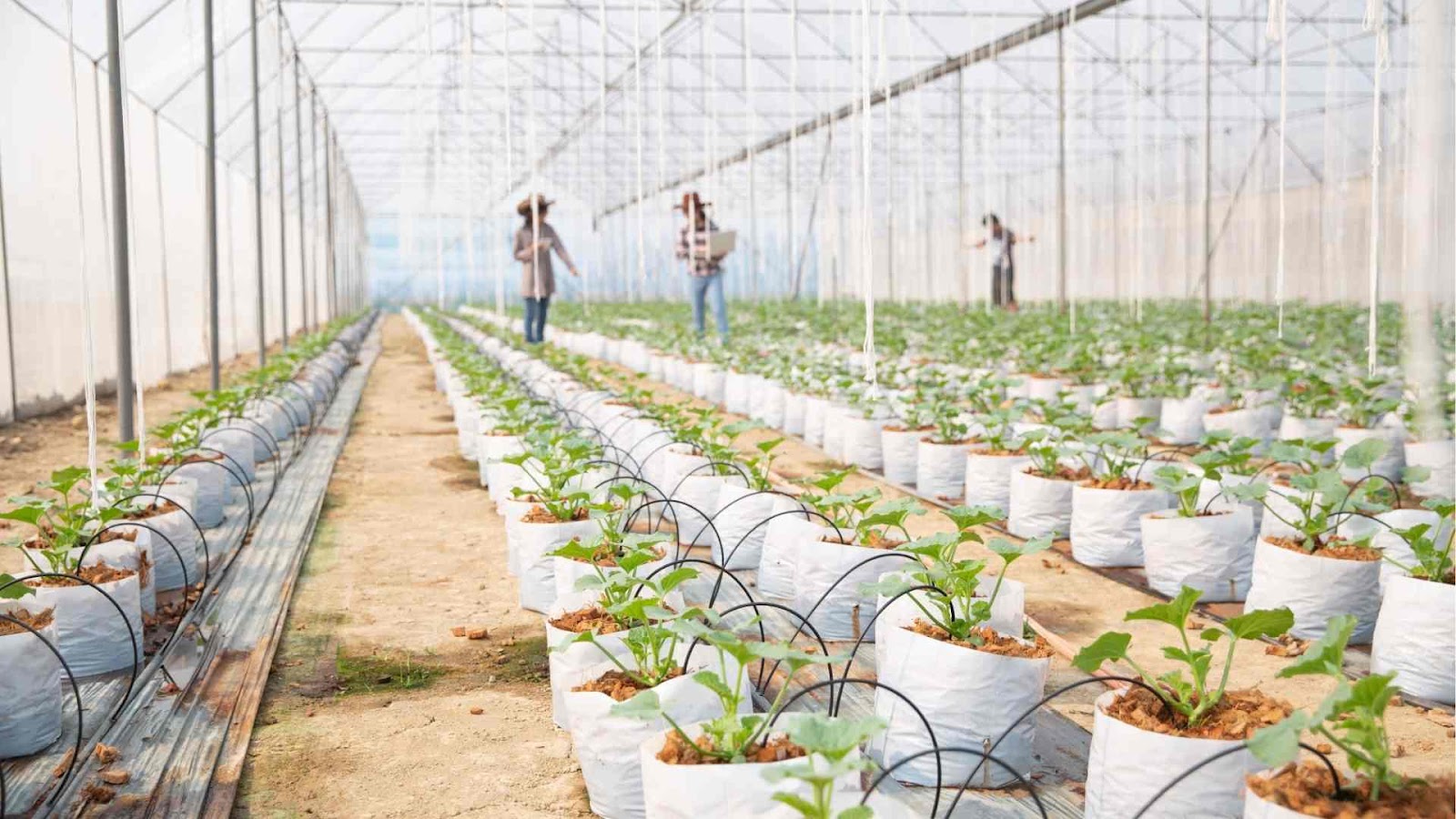 Explore the benefits of hydroponics, from water conservation to faster plant growth in a soil-free environment from Farmersrathna Agri-news