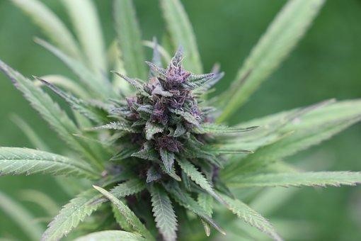 Cannabis, Bud, Grass, Weed, Marijuana, Picture