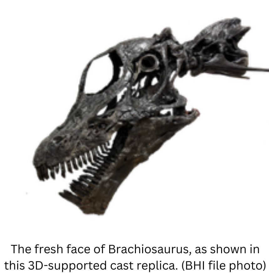 The fresh face of Brachiosaurus, as shown in this 3D-supported cast replica. (BHI file photo)