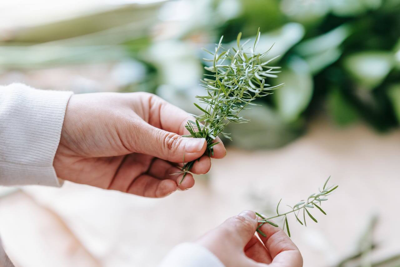 A person gently holds a rosemary plant, symbolizing natural remedies for stress-related hair loss using herbal care.